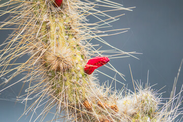 Unique red cactus fruits amidst spiky green textures at Jardin de Cactus in Mexico