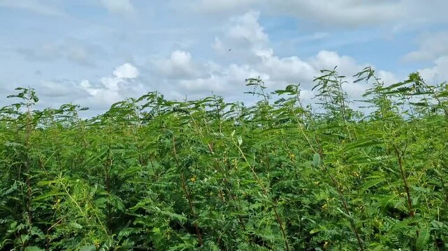 A video of jute and sunn hemp or Corchorus capsularis cultivation in fields for natural manure
