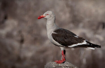 gaviota gris