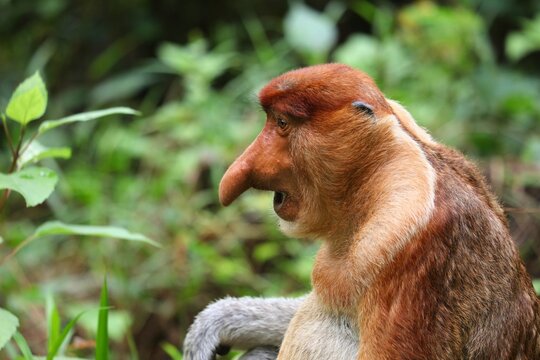 Surprised proboscis monkey face expression
