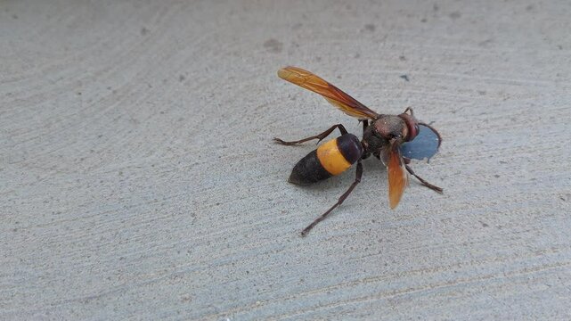 A macro shot of a sick, aged greater banded hornet, Vespa tropica struggling to crawl on the ground