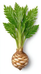 Obraz premium Closeup of a Fresh, Bulbous Root Vegetable with Lush Green Leaves
