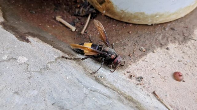 A macro shot of a sick, aged greater banded hornet, Vespa tropica struggling to crawl on the ground
