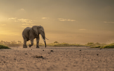 elephant in the sunset | walkking elephant | low angle | amboseli | clouds | Kenya