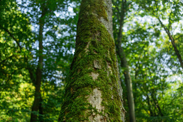 A close-up view of a tree trunk covered in bright green moss, surrounded by dense forest vegetation. The image captures the natural texture and calm ambiance of an untouched woodland area