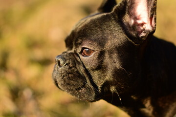Buldog Francuski © widzisz1988