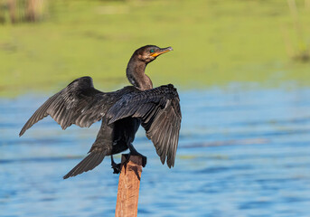 Cormorán negro Biguá