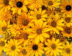 黄色の花　背景