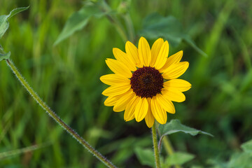 向日葵の明るい黄色い花びらが輝く夏のクローズアップ