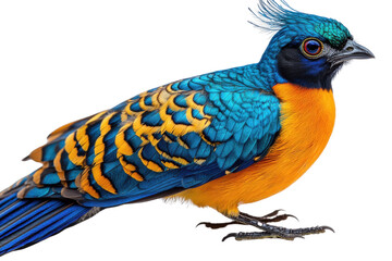 Fototapeta premium Blue-Crowned Trogon Portrait: A vibrant blue-crowned trogon, a jewel of the avian world, showcases its striking plumage of turquoise, gold, and blue.