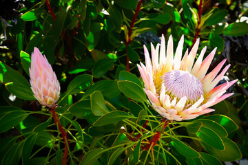 Protea cynaroides proteaceae, giant protea bloom South Africa national flower. King protea closeup photo ornamental plant © Martin