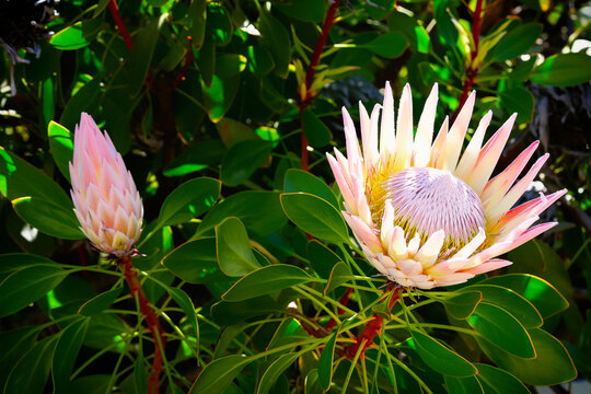 ashok plant Ashoka Pendula Tree (Polyalthia Longifolia) main image 0