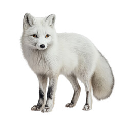 Obraz premium Elegant arctic fox with fluffy white fur in a full-body studio shot