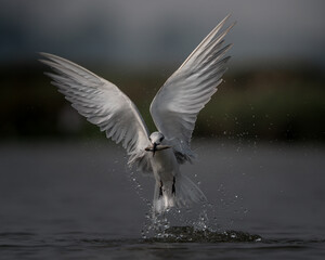 Whiskered Tern and the catch | Cathing Fish | Hunt for survival | wild bird