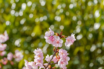 春の河津桜クローズアップ、柔らかな緑のボケ背景