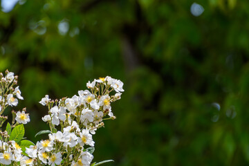 野いばらの白い花群、深い緑の背景