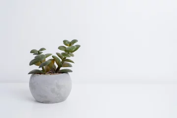 Fototapete Toilette Plant green in modern flowerpot on light background. Houseplant. Minimalism concept  © Iuliia Pilipeichenko