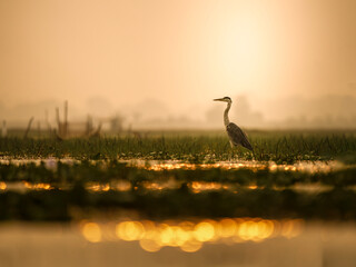 Heron on a golden sunset | Golden Glow | Habitat Shot | Big Bird | Stork and the sunlight