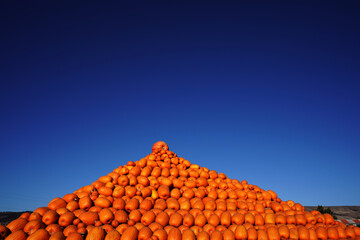 halloween pumpkin patch October Festival spina farms pumpkin patch in California America- ハロウィン パンプキンパッチ カボチャ