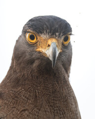 bird of prey | Crested serpent eagle | Ultra close up