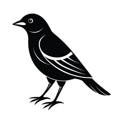 qual bird white background vector art illustration