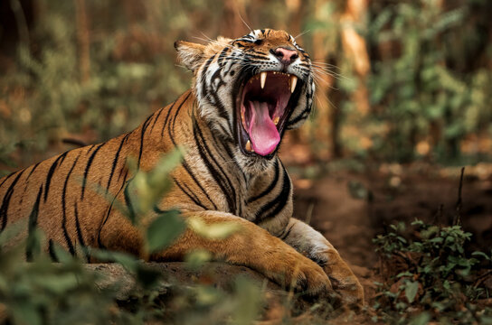 tiger in the wild | Closeup Tiger Yawning | Tiger tongue closeup