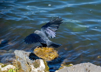 a jackdaw landing on the rocks by the lake with its spread wings
