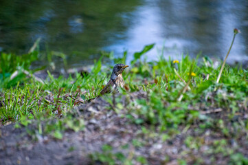  fieldfare (turdus pilaris) near the lake