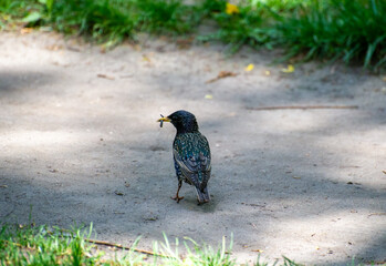 common starling holding a worm in its beak