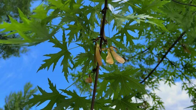 The green leaves and helicopter seeds (winged samara fruits) of silver maple, swaying in the wind