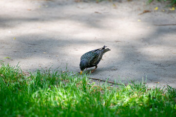 common starling (Sturnus vulgaris) looking for some food on the ground