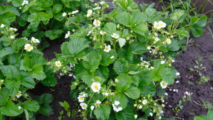 blooming garden strawberry after rain