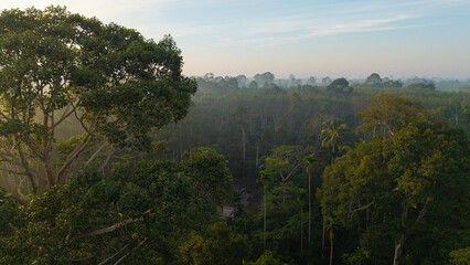 Aerial vire tropical green background of tropical rain forest morning with fog