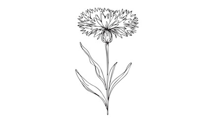 Continuous one single minimal line drawing 
African daisy