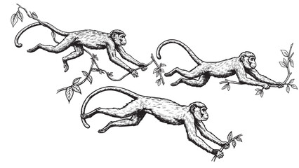 Engraved monkey swinging on jungle vine in motion with long tail and extended limbs in vintage style © Gabut Stock