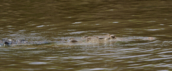 American Crocodile (Crocodylus acutus) swimming stealthily in calm river water surface, partially...