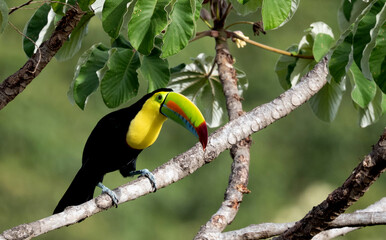Keel-billed Toucan (Ramphastos sulfuratus) perched on tree branch showing vibrant multicolored beak, Costa Rica