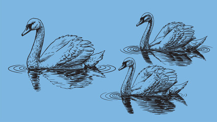 Vintage engraved swan floating on water with curved neck elegant feathers and reflective natural surface