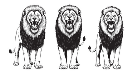 Vintage engraving lion roaring with open mouth powerful stance sharp teeth and dramatic wild energy display