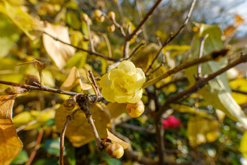 蝋梅の黄花クローズアップ