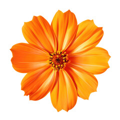 Top View of Orange Cosmos Flower with Clear Petal Detail on Transparent Background
