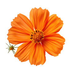 Top View of Orange Cosmos Flower with Clear Petal Detail on Transparent Background
