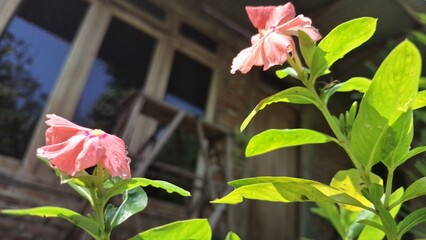 Beautiful pink Vinca flower (Catharanthus roseus) with green leaves and water pearls, symbolizing...