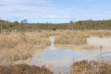 Spring Scenery of Raganu Purvs Bog Trail in Kemeri National Park, Latvia 11.05.2025