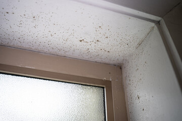 mold mold remover moldy window fungus on window fungus cleaning cleanliness removal of fungus and wood