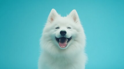Happy Samoyed Dog Portrait against Blue Background