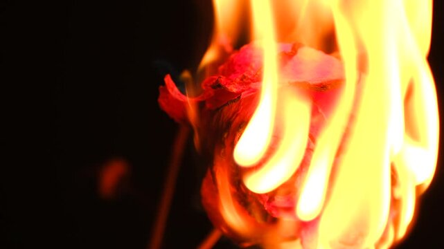 Beautiful red rose burning in flames against black background, representing lost love, broken heart, end of relationship, fading beauty, or destruction Red rose burning in flames on black background