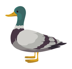 City bird, icon. European colorful bird, winged animal character. Bird isolated on white background. Vector illustration isolated on white background