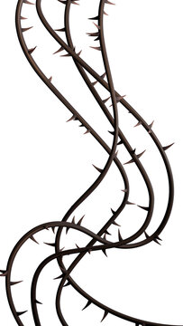 Thorns vines background. Prickly vines for stories isolated. 3D rendering