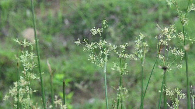 Cyperus rotundus grass. Its common names &nbsp;coco grass,&nbsp;Java grass,&nbsp;nut grass,&nbsp;purple nut sedge,&nbsp;purple nutsedge, red nutsedge and &nbsp;Khmer&nbsp;kravanh check grass. This is a species of&nbsp;sedge&nbsp;Cyperaceae.